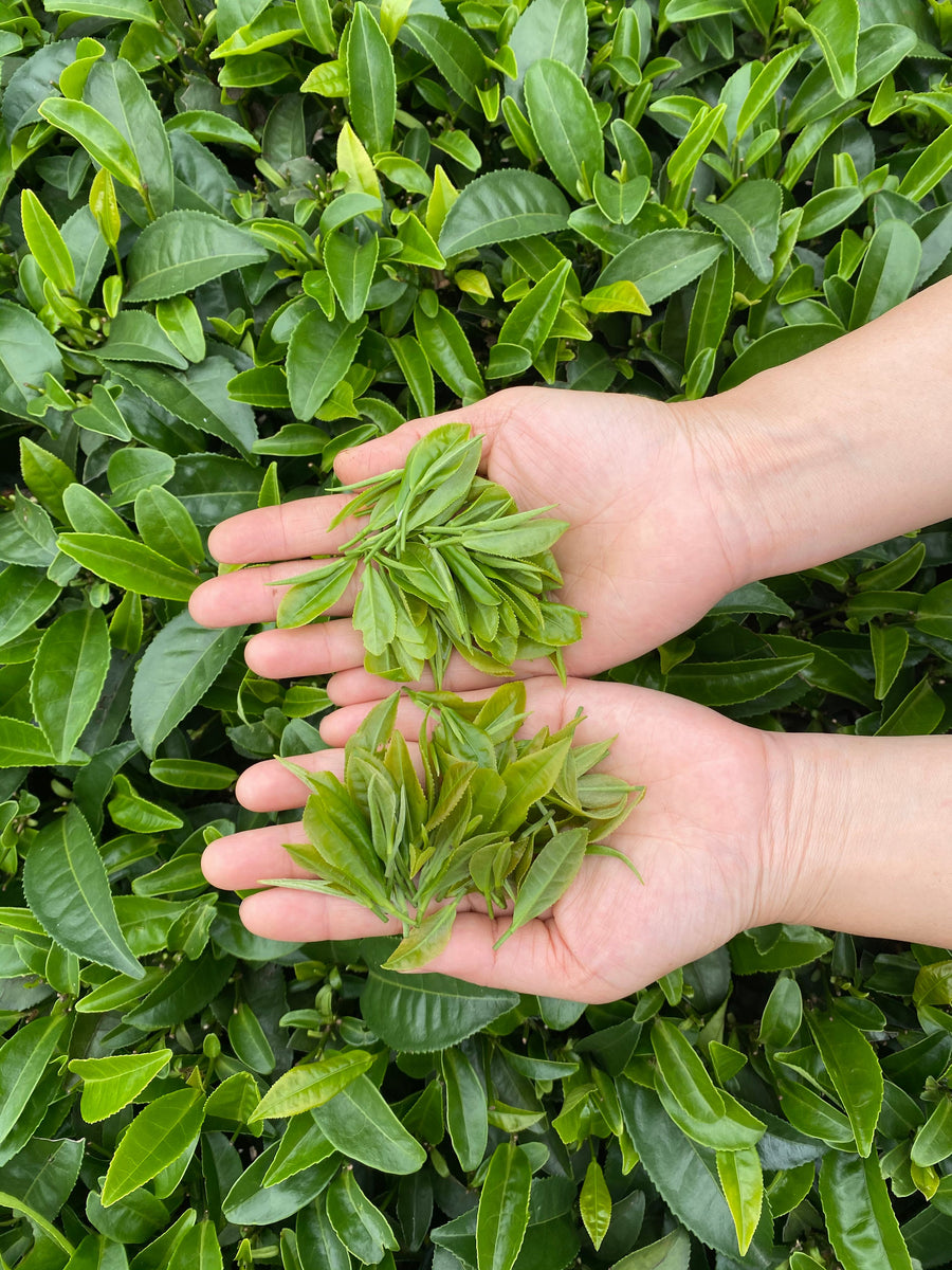 Pick the leaves